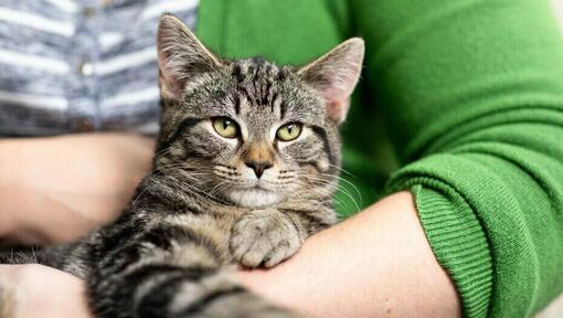 Feeding senior cat food to younger cats sale